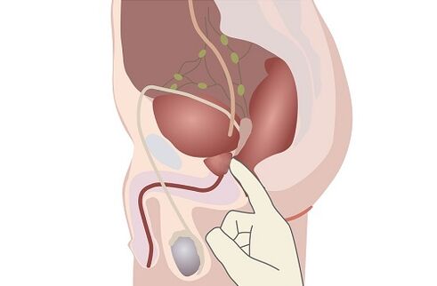 anatomia e prostatës mashkullore