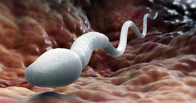 Spermatozoidet